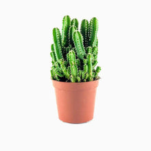Load image into Gallery viewer, Plant Your Own Garden Grow Kit
