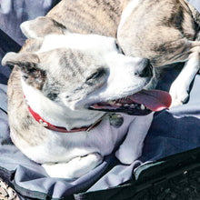 Load image into Gallery viewer, Elevated Camping Pet Bed Medium

