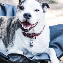 Load image into Gallery viewer, Elevated Camping Pet Bed Medium
